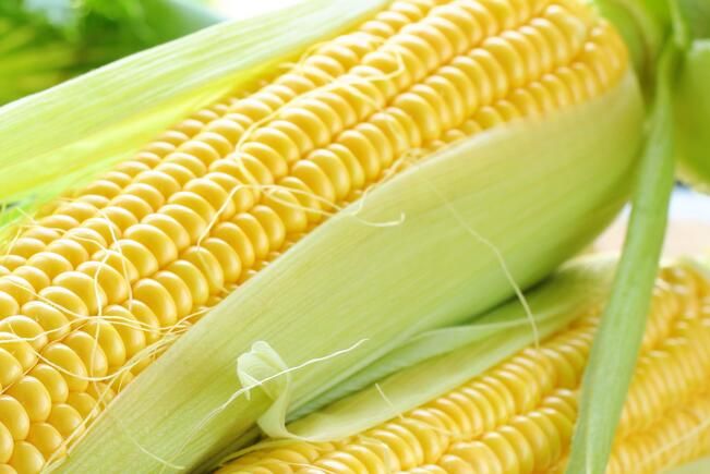 黑龍江綏化市被授予“中國鮮食玉米之鄉”稱號