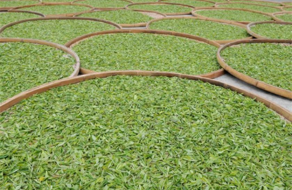 “中國苔茶之鄉”貴州石阡縣發布11項苔茶團體標準